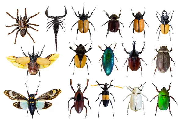 Regular bug pattern — Stock Photo, Image