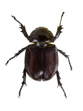 Böcek Görünümü Kapat