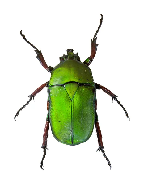 Trigonophorus foveiceps vista — Foto Stock