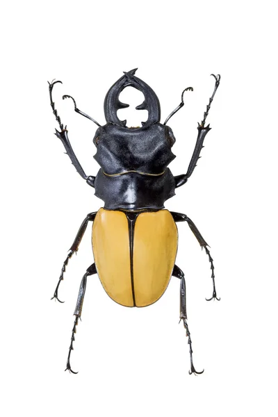 Close view of insect — Stock Photo, Image