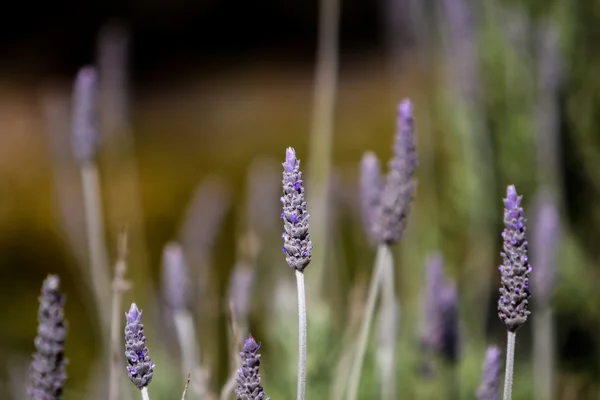 Lavanda (Lavandula dentata ) —  Fotos de Stock