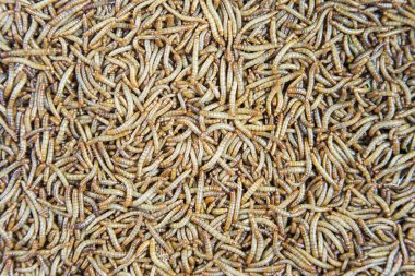 Piyasada yenilebilir solucanlar