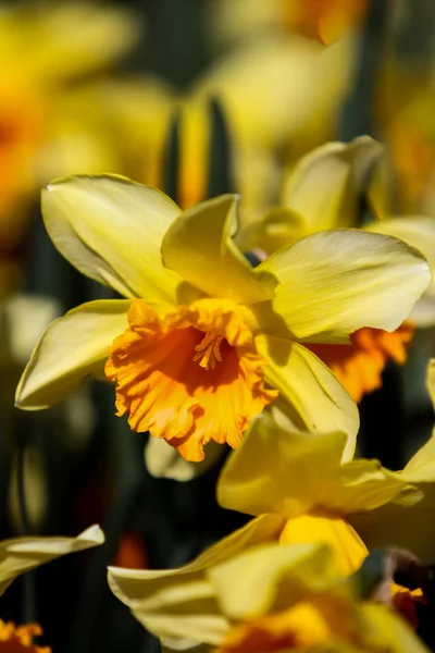 Κίτρινο daffodils λουλούδια — Φωτογραφία Αρχείου