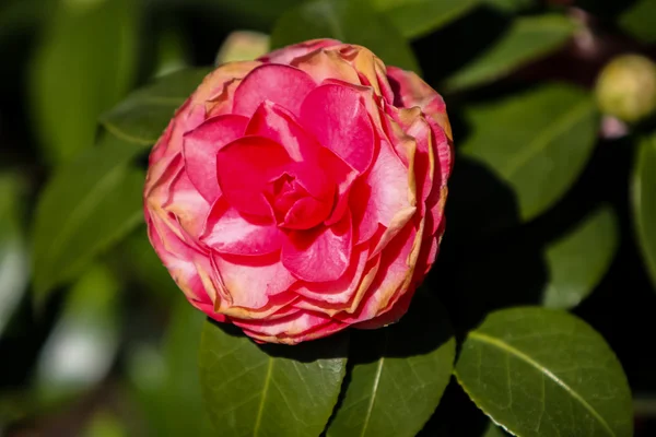 동백의 꽃 보기 — 스톡 사진