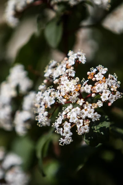 Flowers of Viburnum tinus — Stock Photo, Image