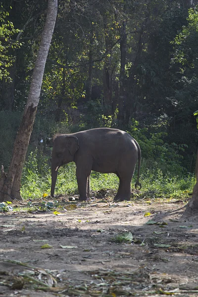 Elefante en Chiang Mai — Foto de Stock