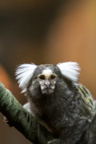 Common marmoset on a branch — Stock Photo, Image