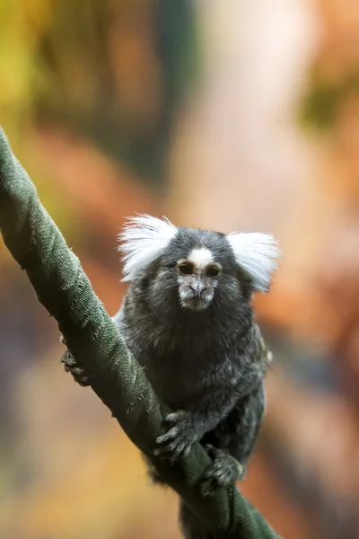 Common marmoset on a branch — Stock Photo, Image