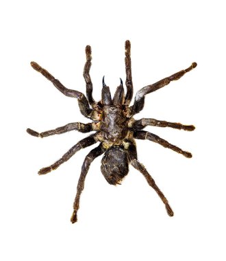 Tarantula görünümü kapatın