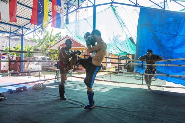 Tay boksörler görünümü