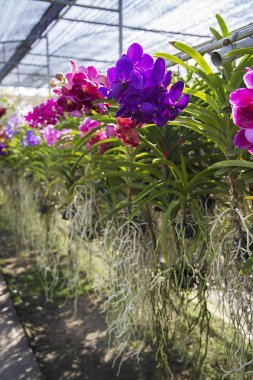 Bai orkide ve kelebek çiftliği