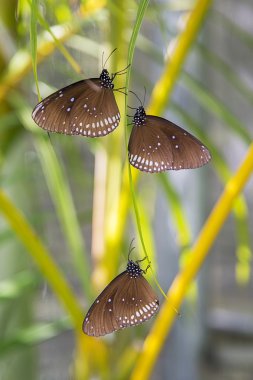 Kelebekler Bai orkide ve kelebek çiftliği
