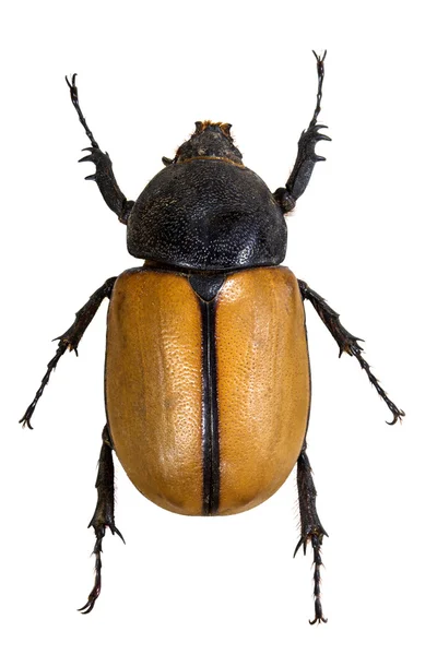 Insect close up view — Stock Photo, Image