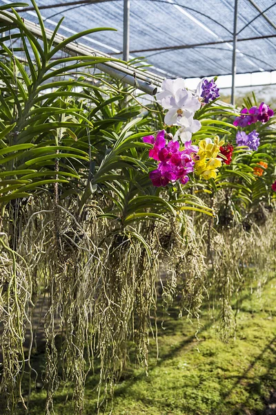 Bai orchidej a motýlí farma — Stock fotografie