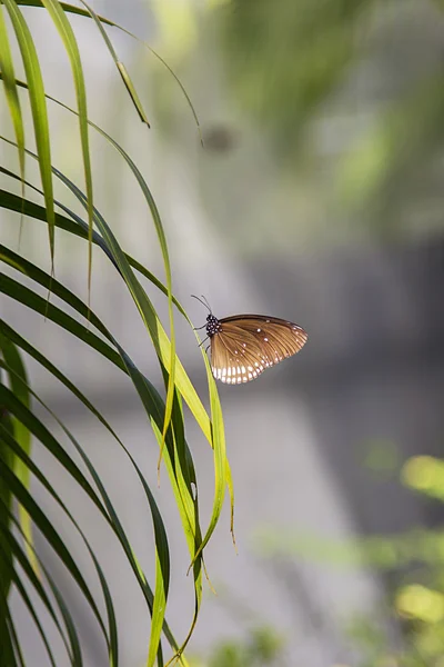 Butterfly from Bai Orchid and Butterfly Farm — Stock Photo, Image