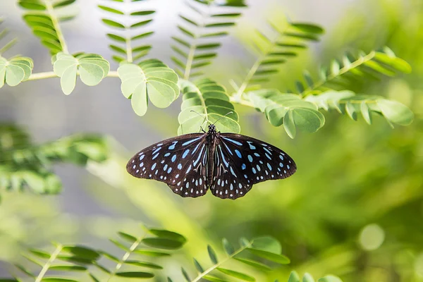 Borboleta de Bai Orchid e Butterfly Farm — Fotografia de Stock