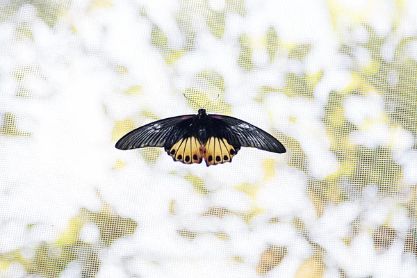 Papillon de la ferme d'orchidée et de papillon de Bai — Photo