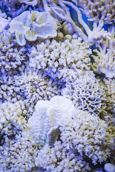 Heldere koralen bekijken — Stockfoto