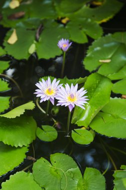 Nilüfer görünümü