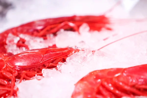 Fresh prawns on Ice — Stock Photo, Image