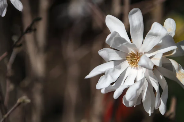 Magnolia stellata close up — Stock Photo, Image