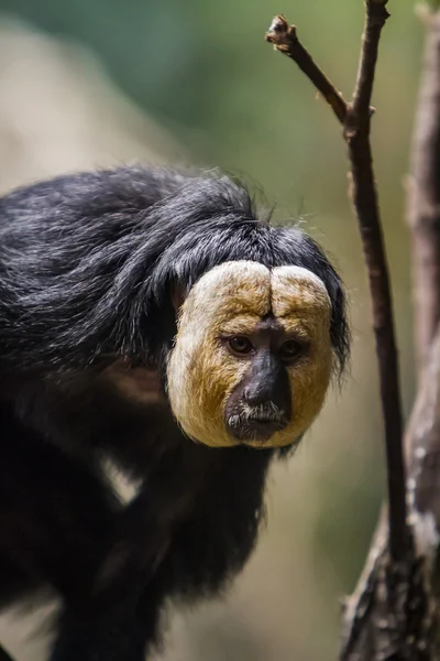 White-faced saki — Stock Photo, Image