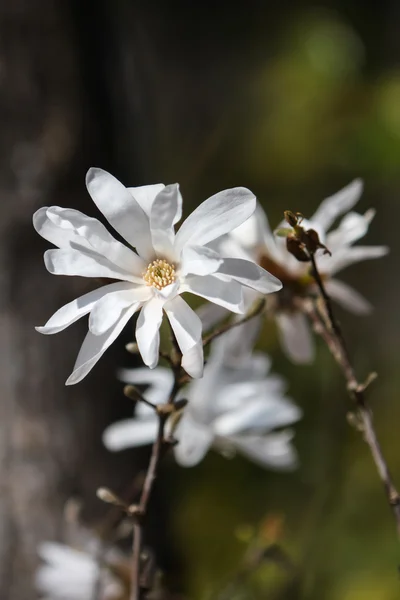 Magnolia stellata close up — Stock Photo, Image