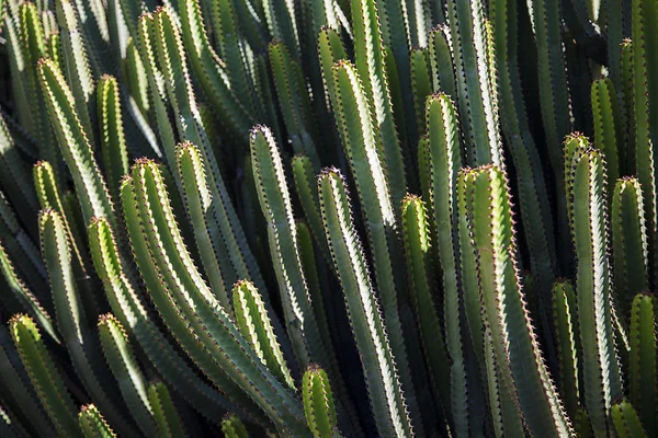 Zielony Kaktus widok — Zdjęcie stockowe