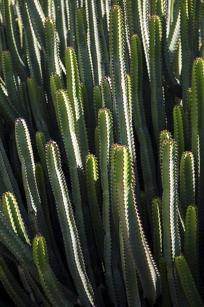 Vista de cactus verde —  Fotos de Stock