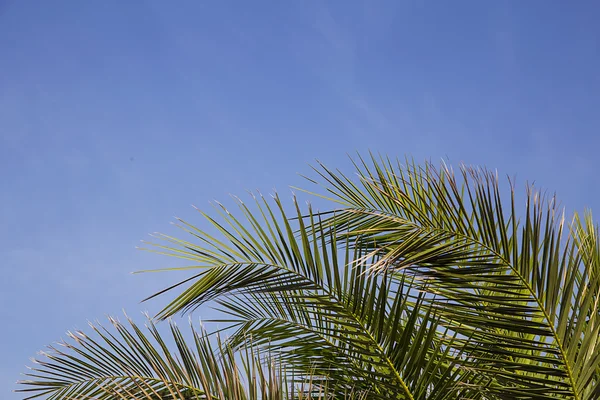 Palmblätter auf Himmelshintergrund — Stockfoto
