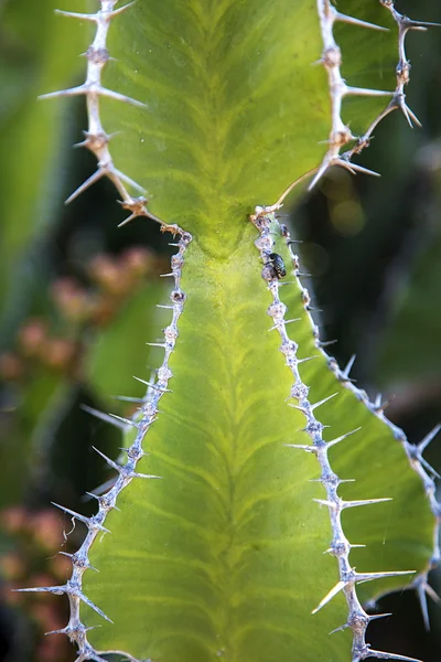 Вид на растение кактус — стоковое фото