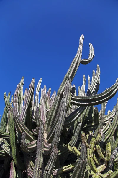 仙人掌植物的视图 — 图库照片