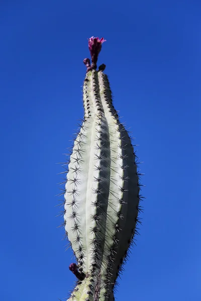 Vue de la plante de cactus — Photo
