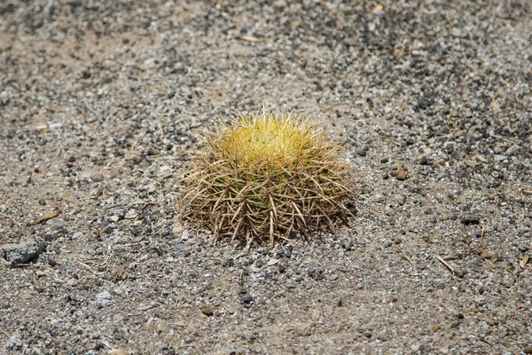 Vista de la planta de cactus —  Fotos de Stock