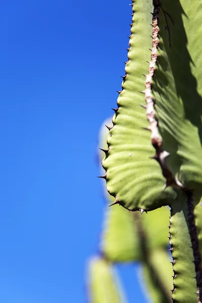 Vista della pianta di cactus — Foto Stock