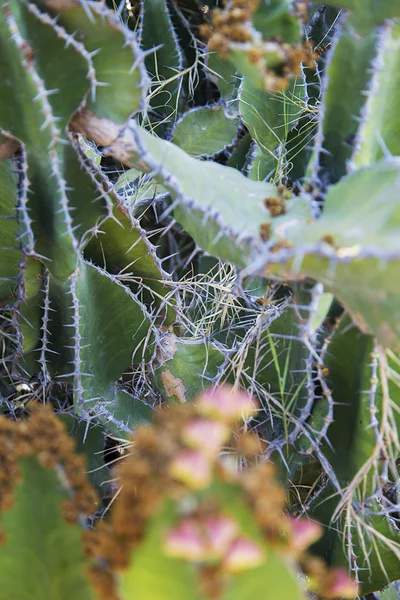 Pohled na kaktus rostlin — Stock fotografie