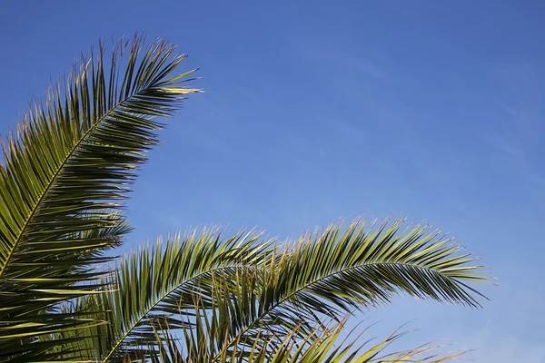 Palmblätter auf Himmelshintergrund — Stockfoto