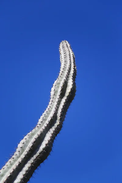 Planta de cactus en la naturaleza — Foto de Stock