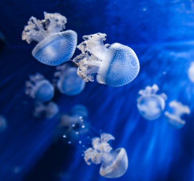 Su jellyfishes görünümünü