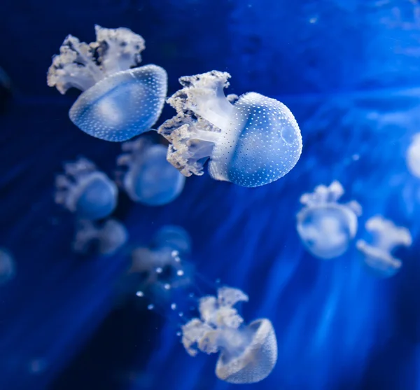 View of the jellyfishes in the water — Stock Photo, Image