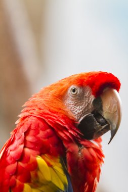 Scarlet Amerika papağanı görünümü