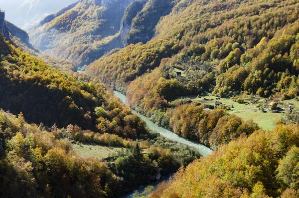Gebirgsfluss Tara und Wald — Stockfoto