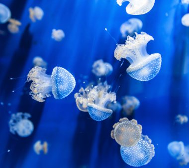 Su görünümünde jellyfishes