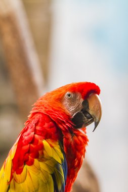 Scarlet Amerika papağanı görünümü