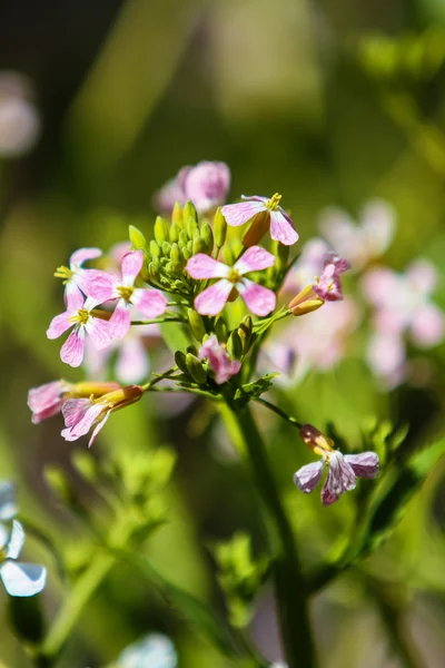 Wild radish view — Stock Photo, Image