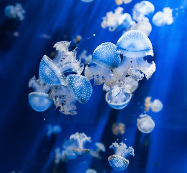 Su görünümünde jellyfishes