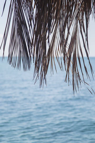 棕榈树分枝 — 图库照片