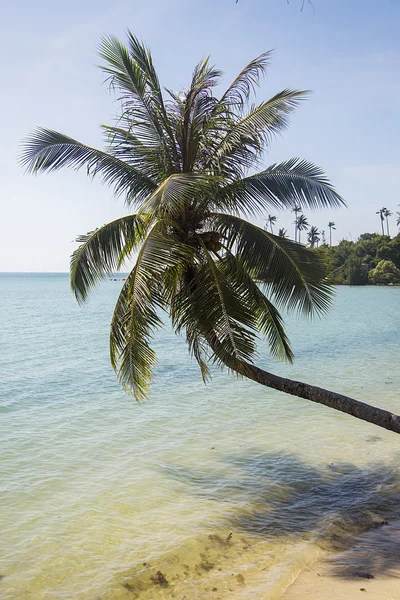 Palm trees on a beach — Stock Photo, Image