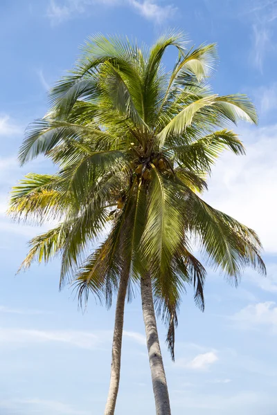 Palmiers sur une plage — Photo