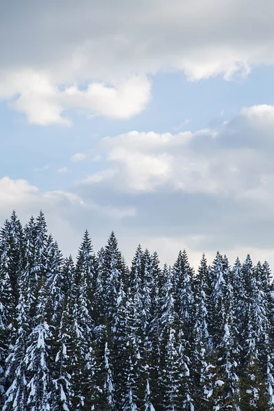 Bomen onder de sneeuw — Stockfoto